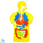 پازل فومی آموزشی شناخت آناتومی اعضای بدن انسان سایان