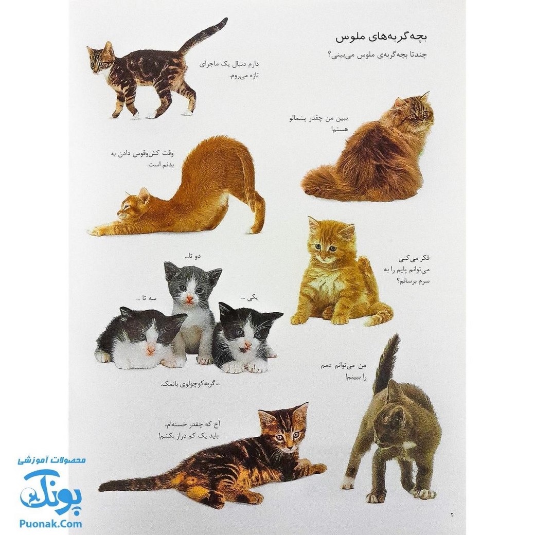 کتاب گربه ها و بچه گربه ها بچسبان و بیاموز ۱۵ به همراه ۶۰ برچسب
